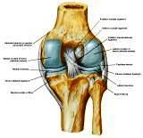 Anatomie: heup,bovenbeen,knie,onderbeen,enkel,voet,acetabulum,collum femoris,trachanter,femur,epicondyl,meniscus,kruisband,cruciate ligament,patella,knieschijf,tibia,fibula,malleolus,talus,calcaneus,tarsus,metatarsus,phalanx,falanx,quadriceps femoris,rectus femoris,sartorius,tensor fasciae latae,tractus iliotibialis,biceps femoris,gastrocnemius,semimembranosus,semitendinosus,soleus,suralis,vena saphena parva,vena saphena magna,sciatic,ischiadicus,peronea